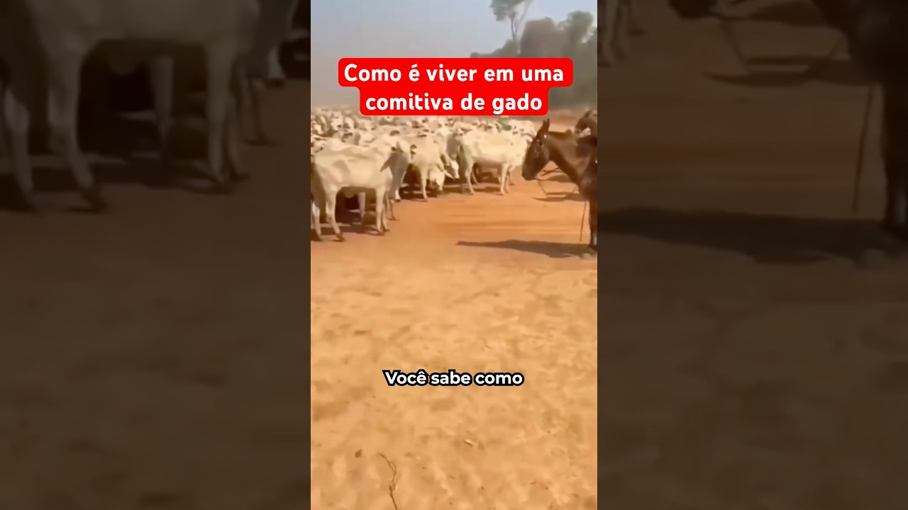 Como É Viver Em Uma Grande Comitiva De Gado?