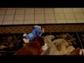 videos de New puppy blends in with the pack