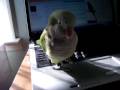 Gizmo 001