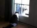 videos de My Funny Cat Manchu