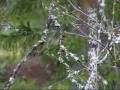 Taigagaai-Siberian Jay-Perisoreus infaustus