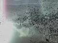 Satellite Anthem Icarus - BoC - STONEHILLmultimedia