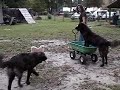 Estrela puppies battle for wagon