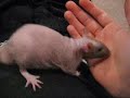 Dr Watson the Hairless Rat running wild.