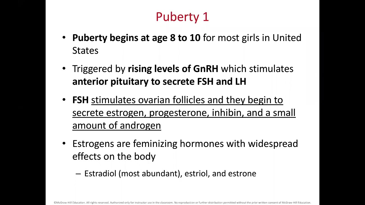SCB 202 Chapter 28 Female Reproductive System Part 2