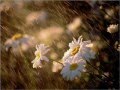Jacy Velasquez-flower in the rain.WMV