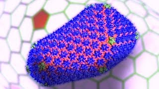 Thumbnail of Targeting the HIV Virus: Researchers Use Supercomputer to Solve the Structure of the HIV-1 Capsid video