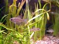 Grass Pickerel Feeding Grass Pickerel Feeding