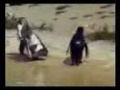 Penguin on speed