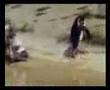 Penguin on speed