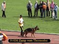 SV BSZS 2006 Oberhausen Offspring groups Part 4