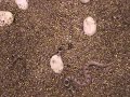 Sheildnose cobras hatching at KRZ Sheildnose cobras hatching at KRZ