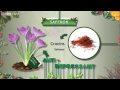 Saffron Egg Nog - Grow Your Own Drugs Christmas - BBC Two