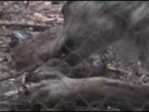 Gray Wolf
