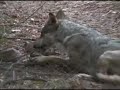 national-geographic-channel-a-man-among-wolves-trailer.html