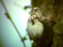 Song Sparrow - Stony Creek Metro Park, MI