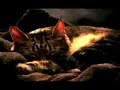 The Devil in Mr. Bob (a cat video)