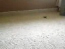 ferret playing ferret playing