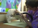Drying the pet \"Bichon\"