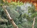 zipping the gibbon experrience
