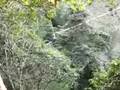 zipping the gibbon experrience
