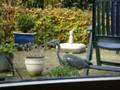 Reiger vangt vis maar toch niet ( Heron does not eat my fish )