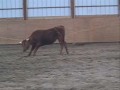 Ranch Roping Demonstration