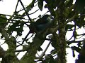 Black-billed Mountain-Toucan