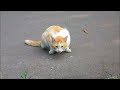 Click here to watch this video 5月13日, 2012運動公園散歩.wmv