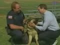 police`s german shepherd bites man`s face