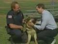 police`s german shepherd bites man`s face