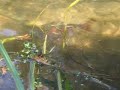 Brook Trout Spawning