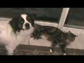 Reggie and gracy Showdown