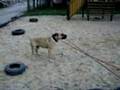 Boerboel video