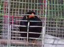 myna