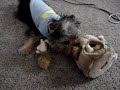 Franklin discovers his Hide-A-Squirrel