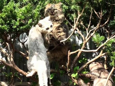 猫のなる木 Cat tree