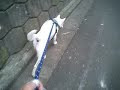 Kishu - Sniffer #2