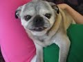 Angry Pug Hates Ear Medicine!!!