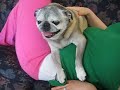 Old, Angry, and Crazy Pug Hates Ear Medicine!!! Old, Angry, and Crazy Pug Hates Ear Medicine!!!