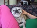 Angry Pug Hates Ear Medicine!!!