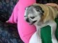 Angry Pug Hates Ear Medicine!!!