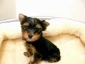 ヨークシャテリア by IZUMI PETS&CARE（岐阜のペットショップ）