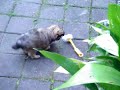 Crazy Dog vs THE SCRUBBING BRUSH!