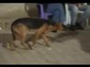 Dancing dog Remix (Sven Weber edition) Dancing dog Remix (Sven Weber edition)
