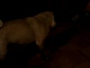 when pugs attack robotd