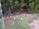 Drain Shame, Cairns\