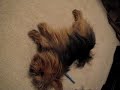 Cutest Yorkie Poo