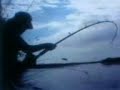 ikan tapah