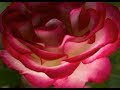 CHOPIN op.74.n.10/#1 Melodie Polacche soprano M.Vilotijevic